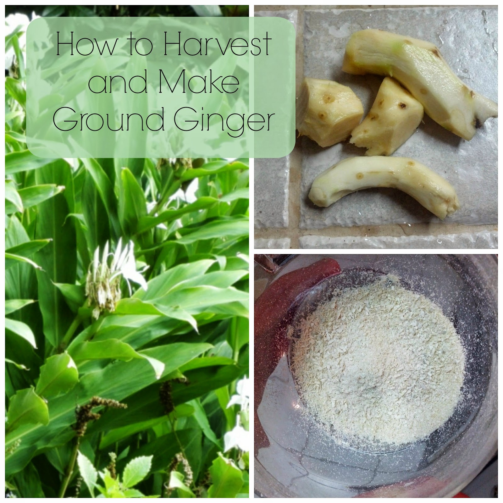 Greneaux Gardens How to Harvest and Make Ground Ginger