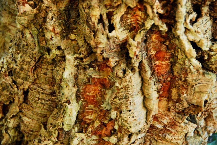 Crabapple LandscapExperts Peeling, Exfoliating, Ornamental Bark for