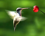 Libre como el colibrí