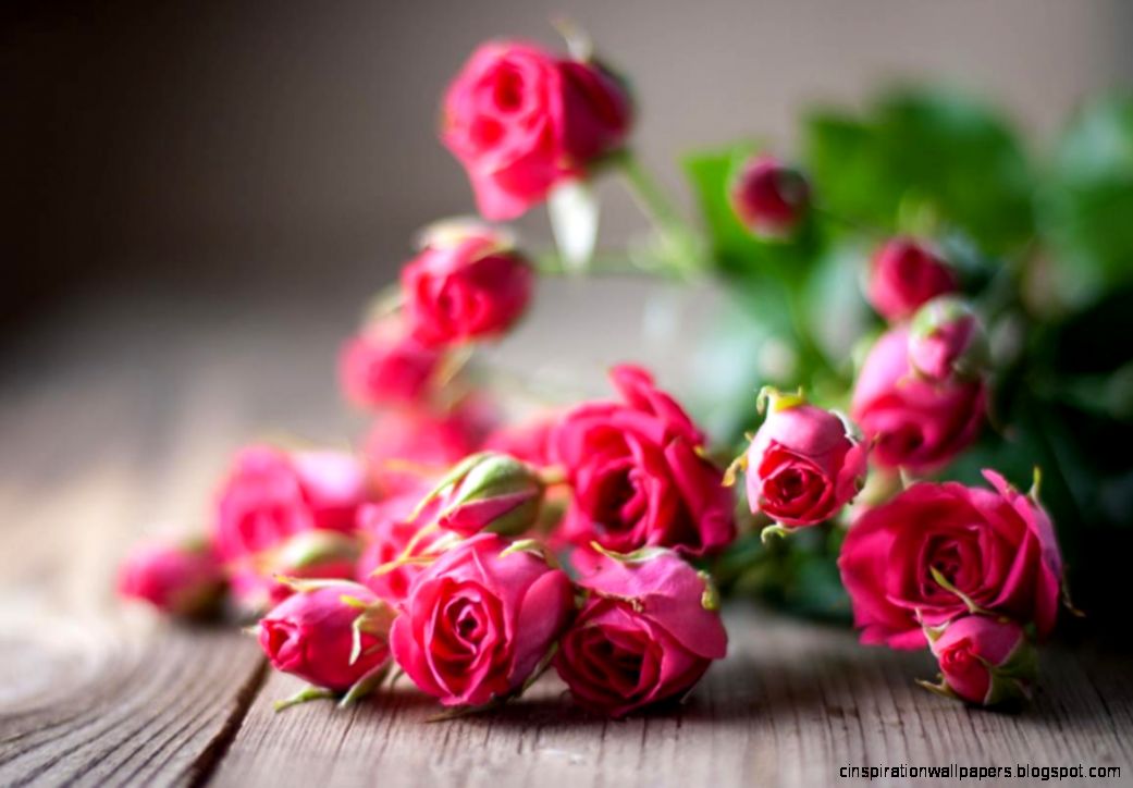 Images wallpaper hd nature flower rose Images wallpaper hd nature flower rose