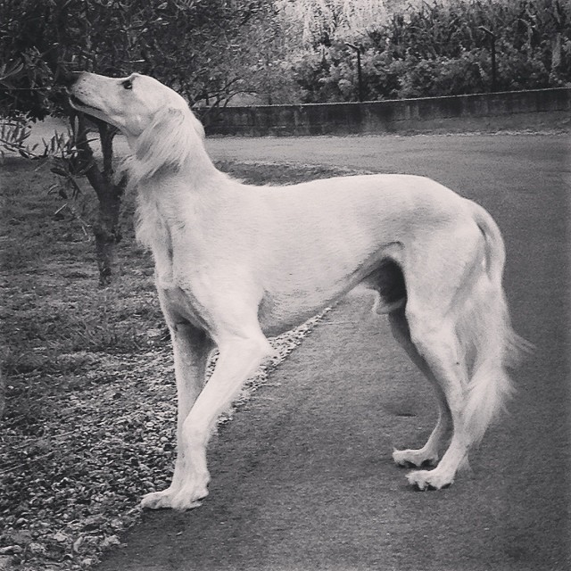 daisy dog breeders near me