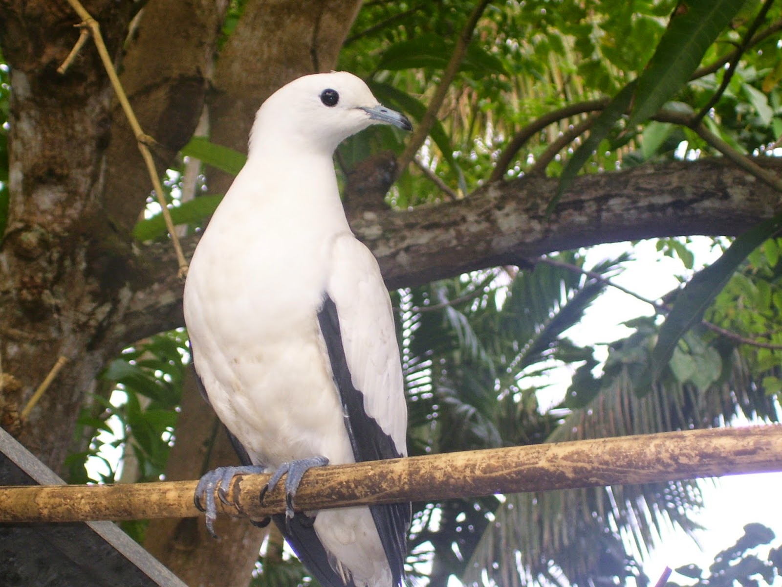 Pulau Liang ~ Wisata Sangihe (Sangihe Tourism) - Stevenly Takapaha