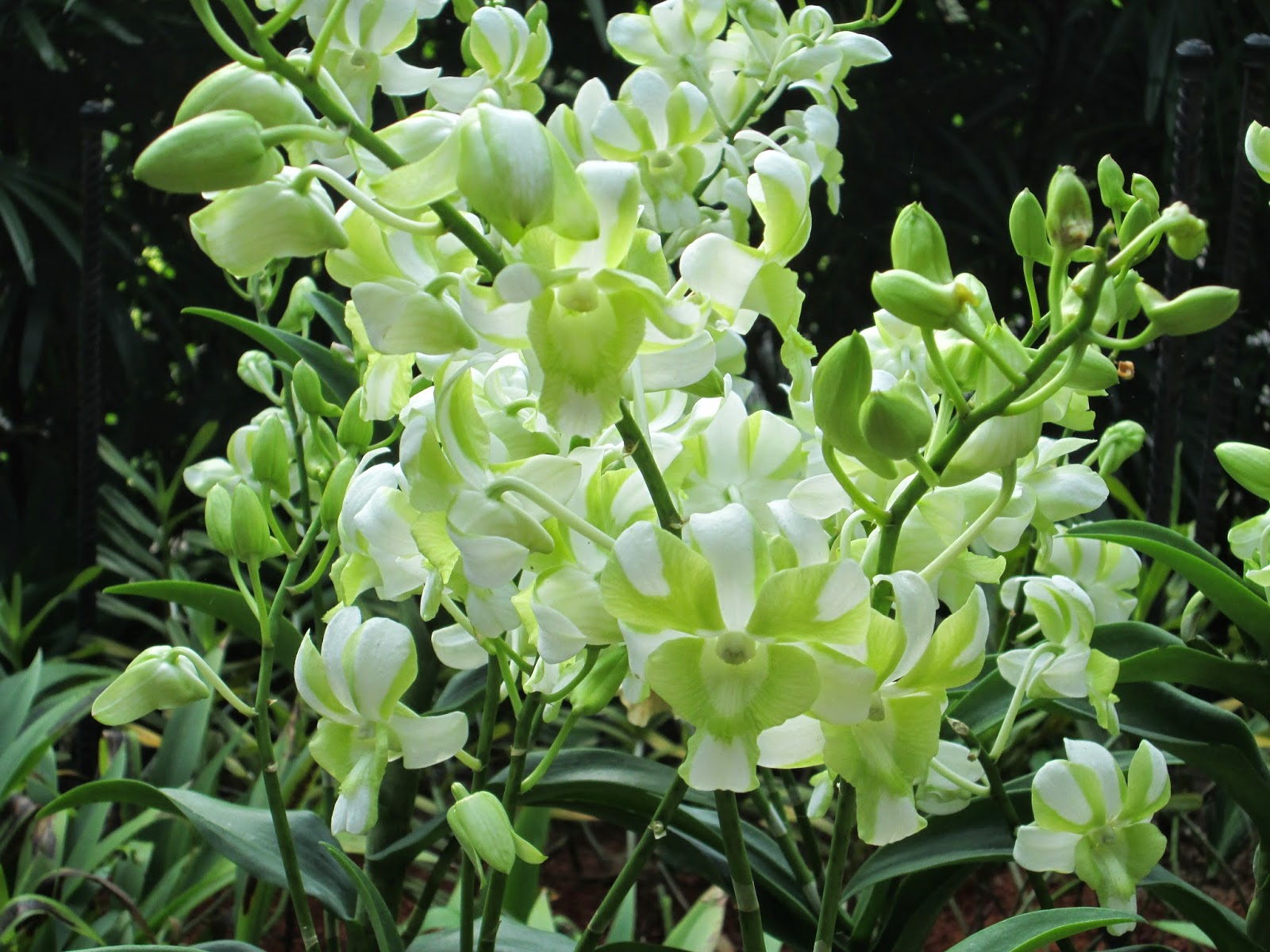 Singapore Botanical Garden, Orchard Garden