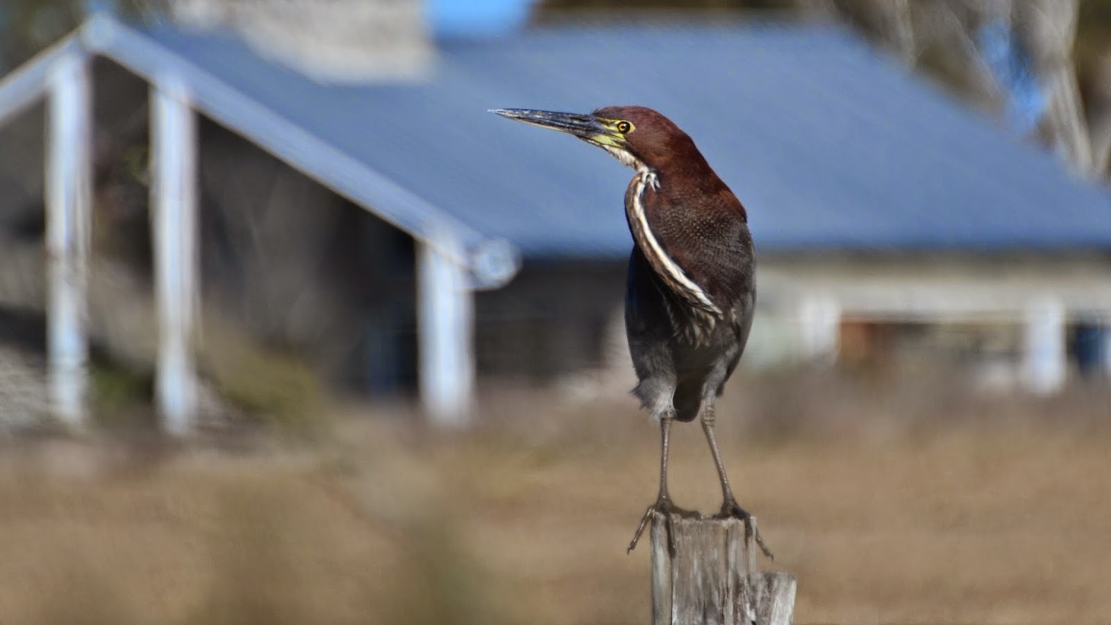 Aves de La Floresta: garza colorada