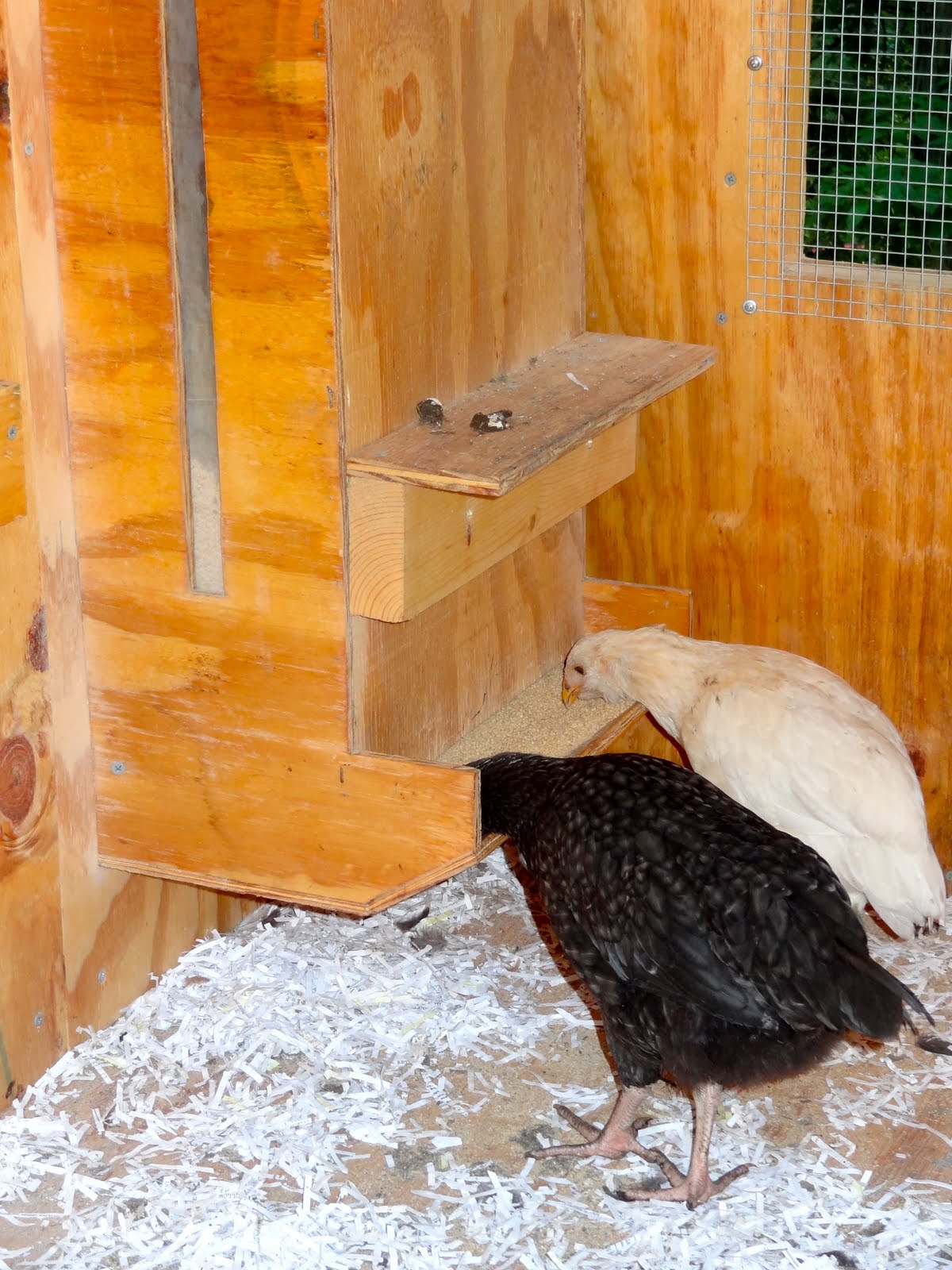 A life in the day of... Free Insulated Chicken Coop Plans