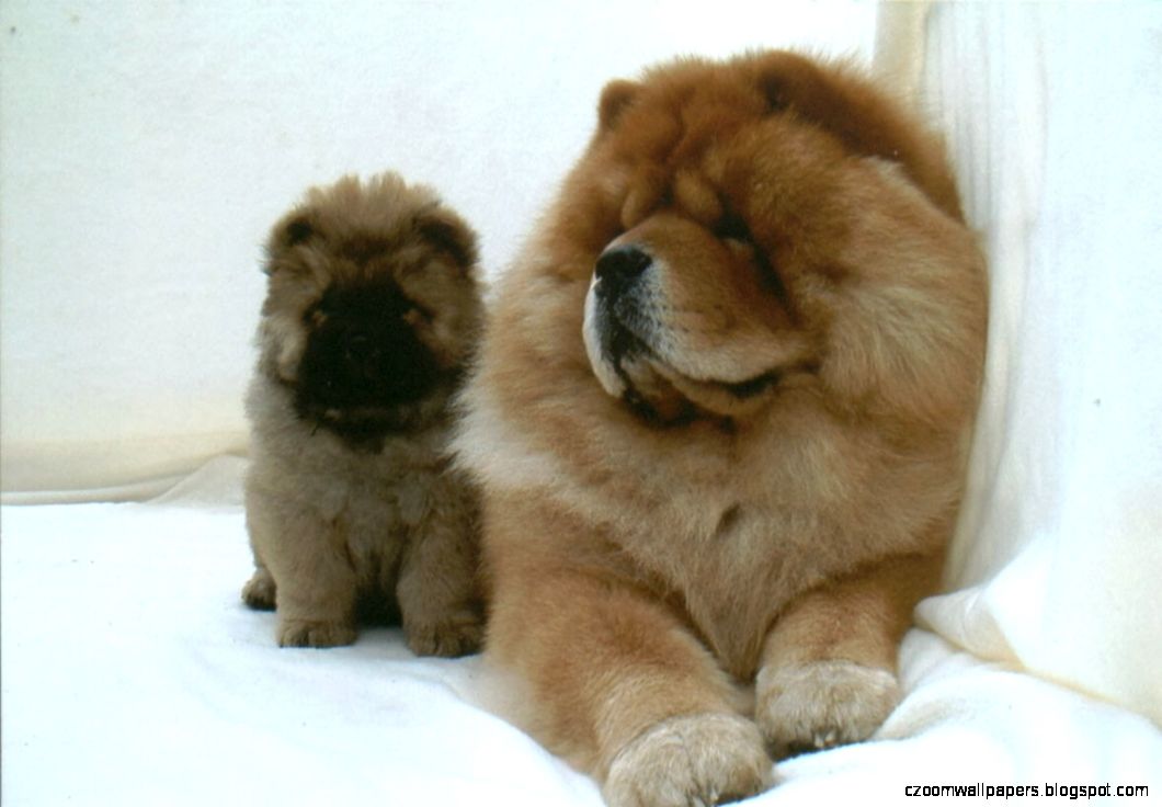 Chow Chow Dog HD Wallpapers Chow Chow Dog HD Wallpapers