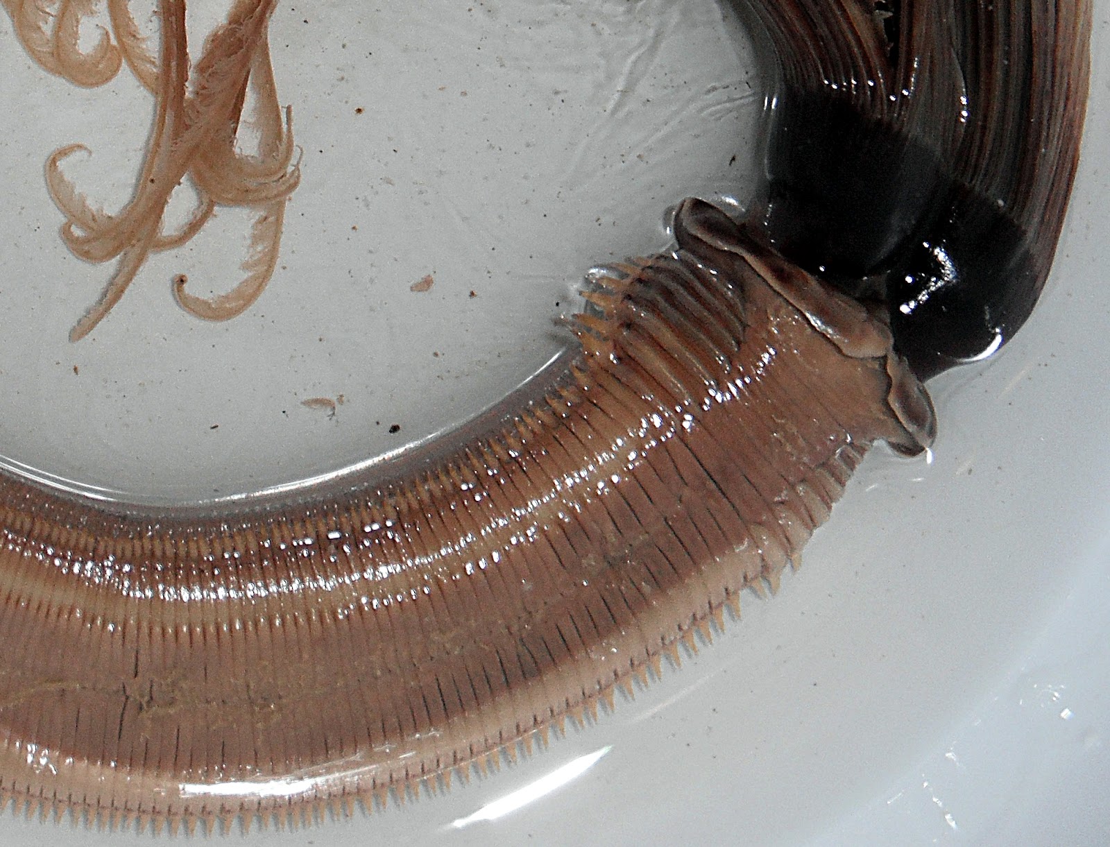 HIMB Community Education Program Featherduster Worms