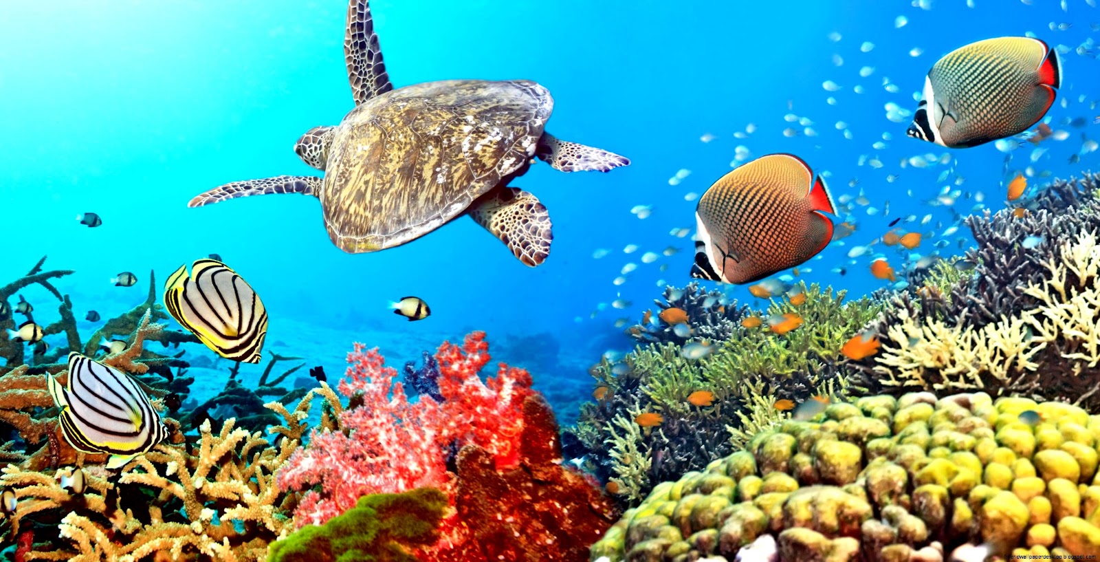Ocean Underwater C Reef Sea Turtles Ocean Underwater C Reef Sea Turtles