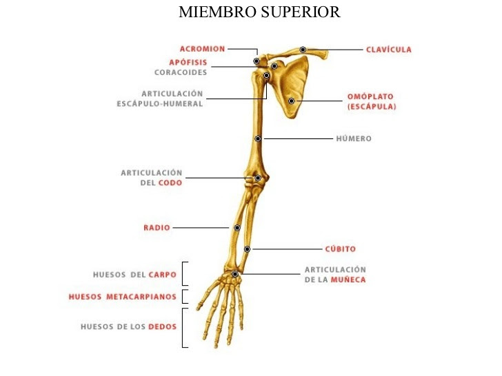 . Anatomia Miembro Superior o Torácico