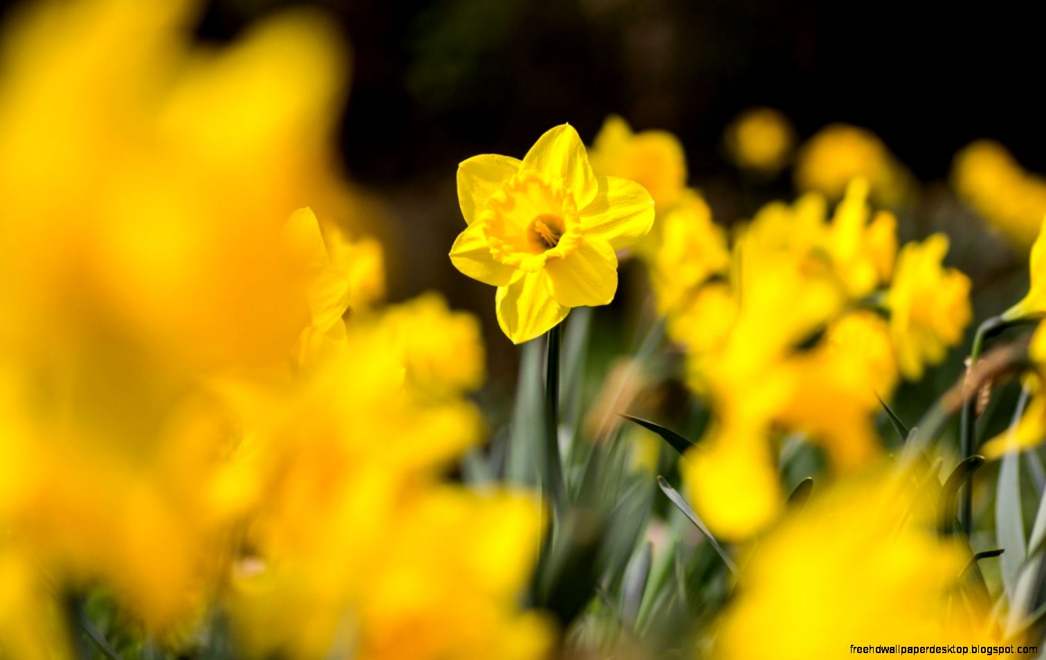 Field Of Daffodils Yellow Flowers Nature HD Wallpaper OmWallpapers Field Of Daffodils Yellow Flowers Nature HD Wallpaper OmWallpapers