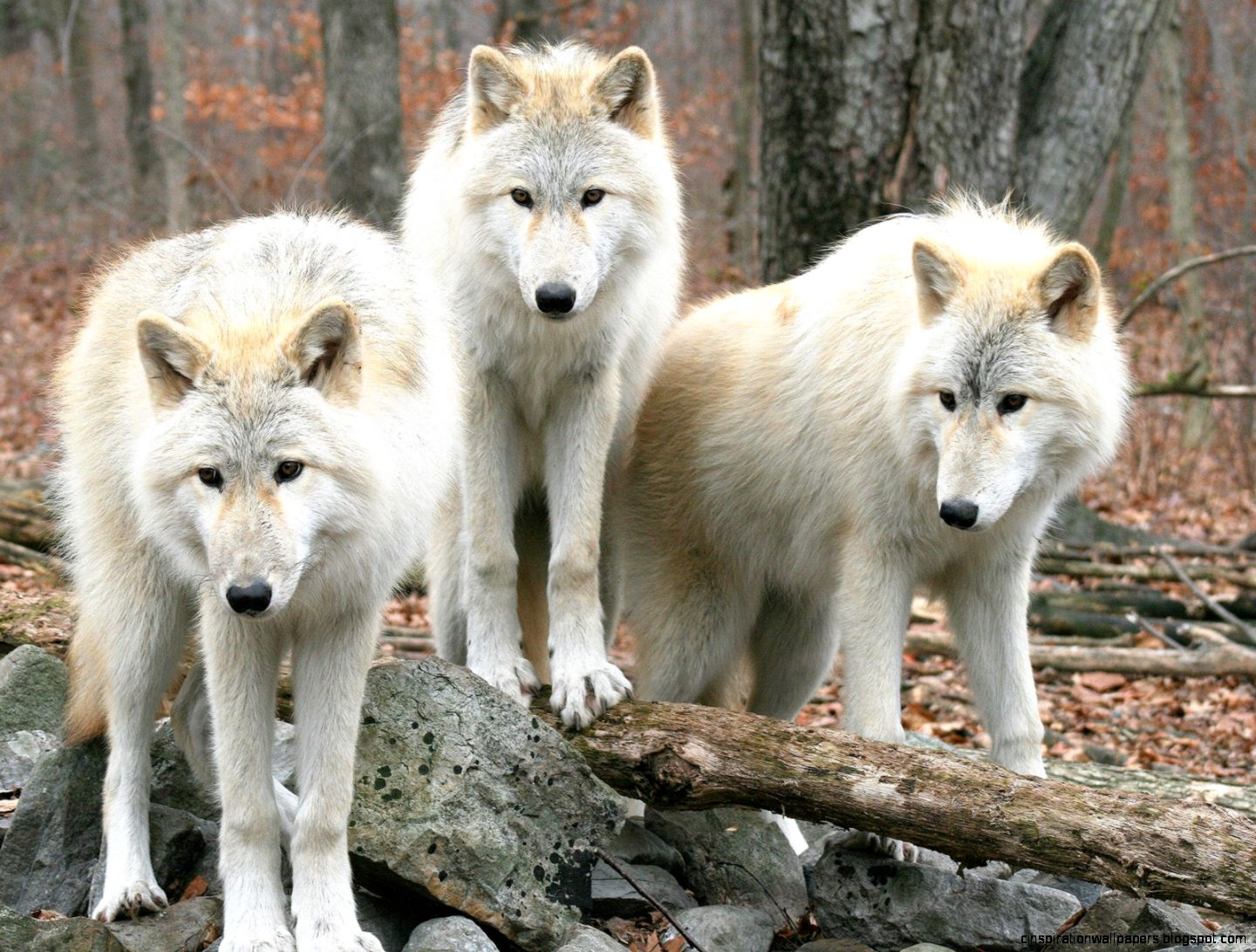White Timber Wolf White Timber Wolf