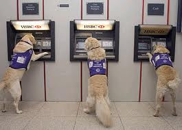 Funny Dog Pictures