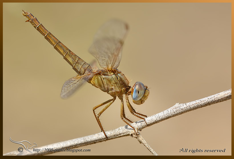 Crocothemis erythraea - http://1000-pattes.blogspot.fr/