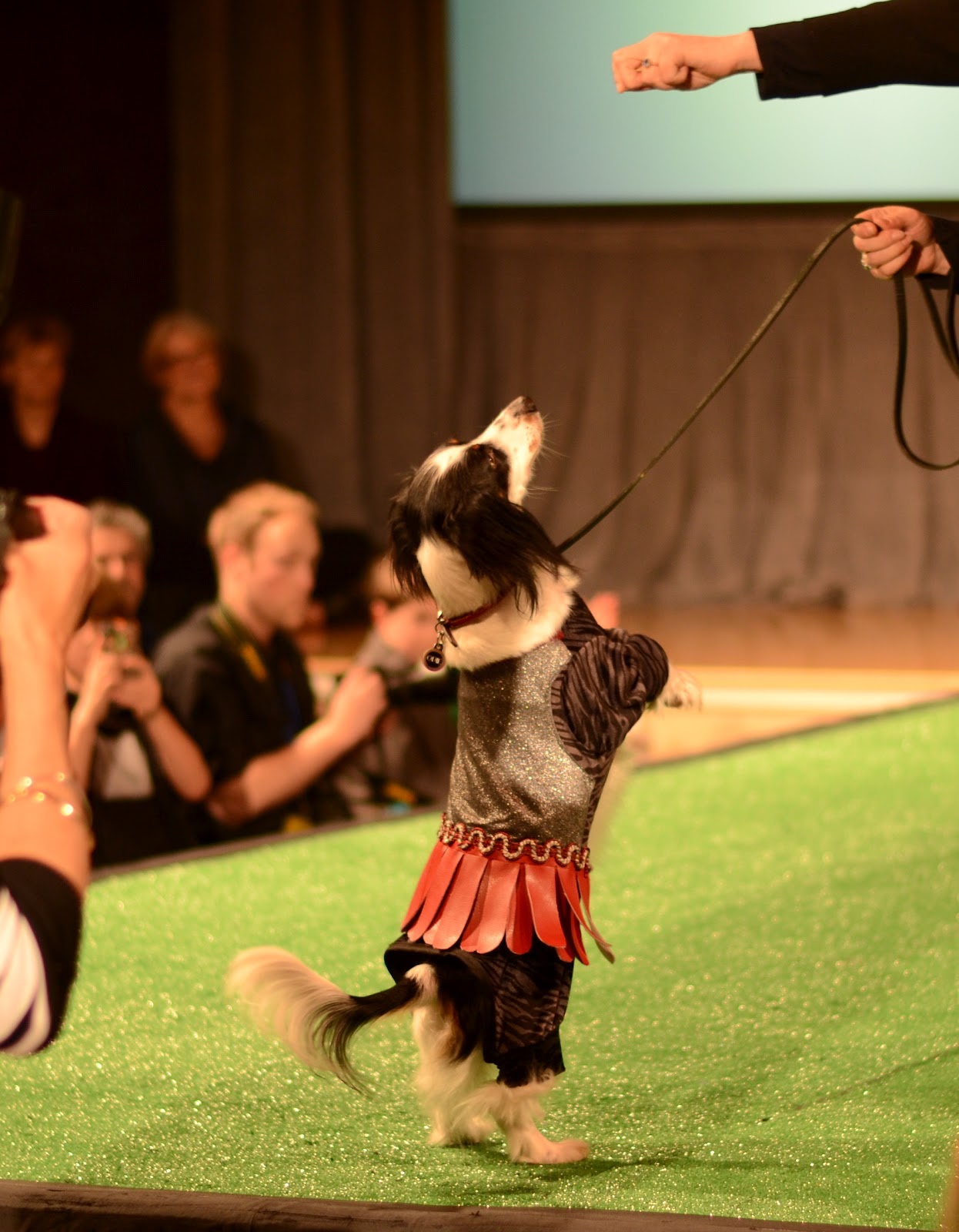 Thoughts and ideas Haute Dog SF (A Doggie Runway Fashion Show)