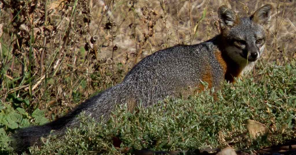 Friends of the Island Fox Island Fox Populations Recovering