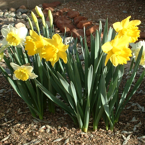 Melody O'Beau Designs Daffodil Spring Cat and Eliminating the Bumpies