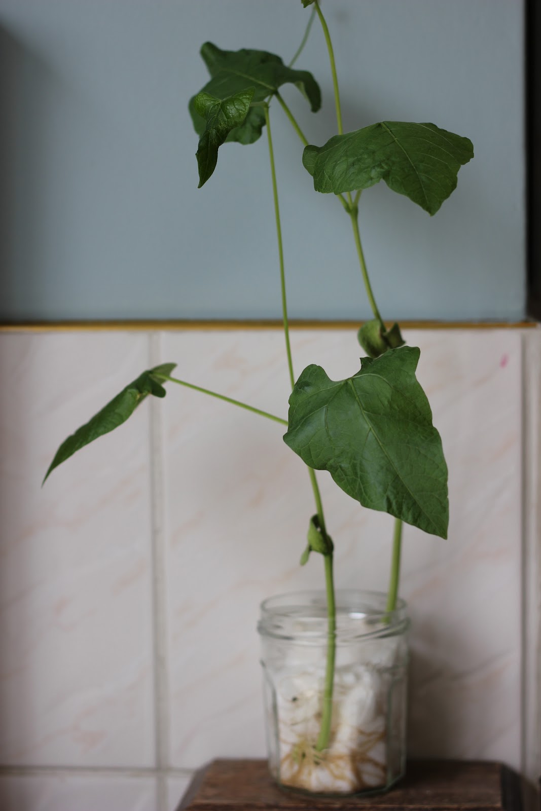 Kidney Bean Growth Chart