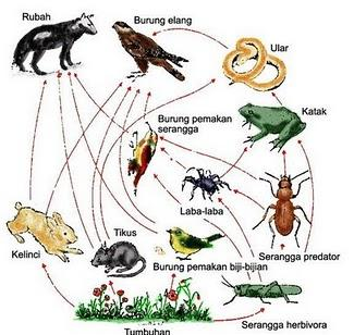 Blog Belajar Ipa Smp Jaring Jaring Kehidupan