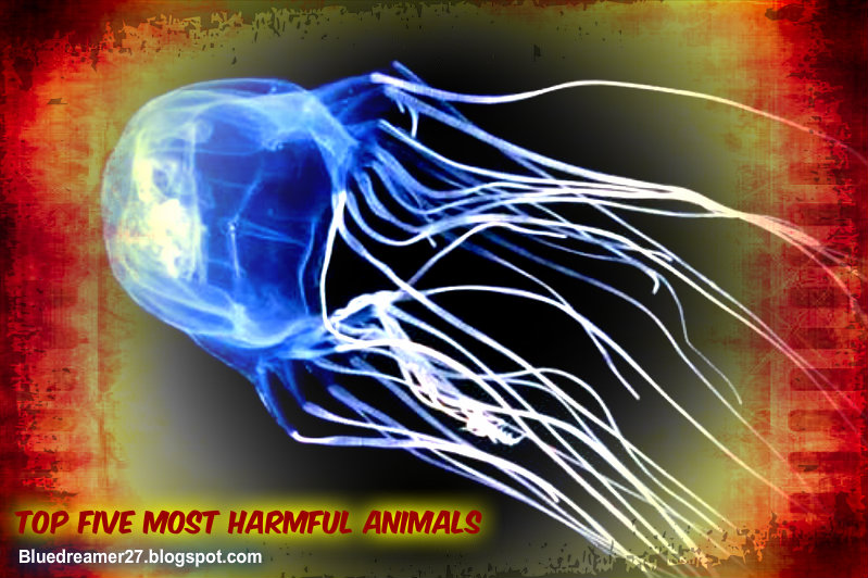TOP FIVE TOP FIVE MOST HARMFUL ANIMALS