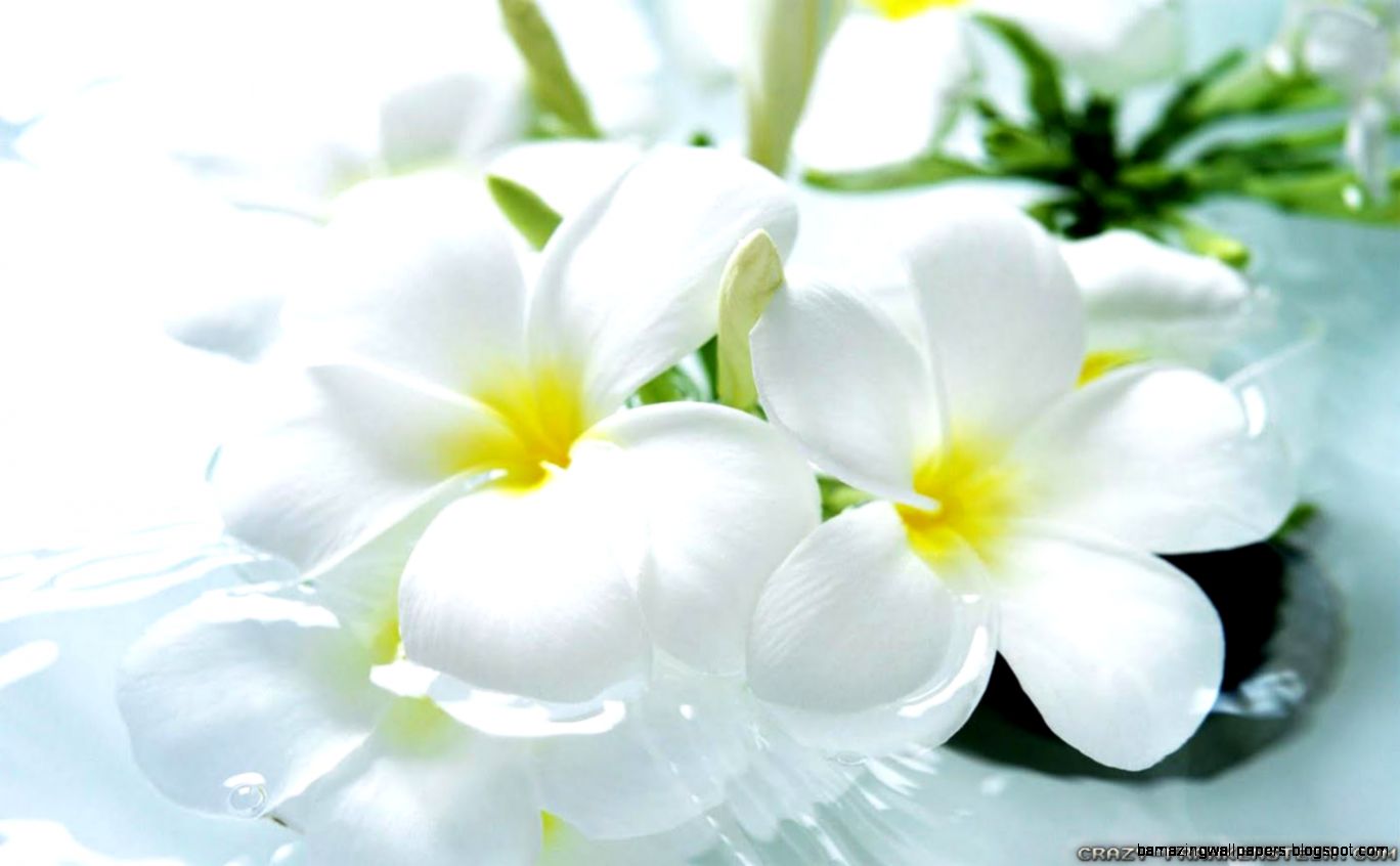 Beautiful Flowers wallpapers 3 Crazy Frankenstein Beautiful Flowers wallpapers 3 Crazy Frankenstein