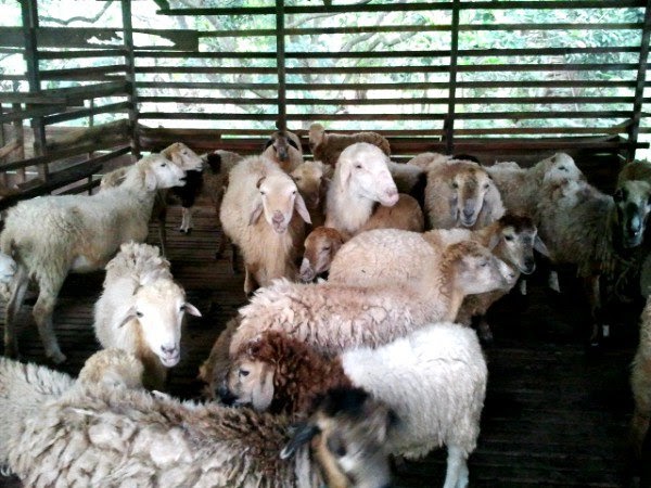 Mush mengOmel.. Majlis Aqiqah Aleisya Mush mengOmel.. Majlis Aqiqah Aleisya