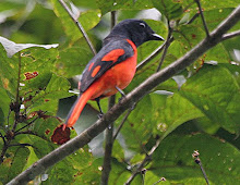 Scarlet Minivet_2011