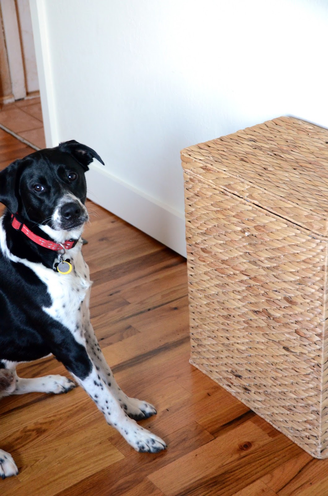 IRON & TWINE Dog Food Storage