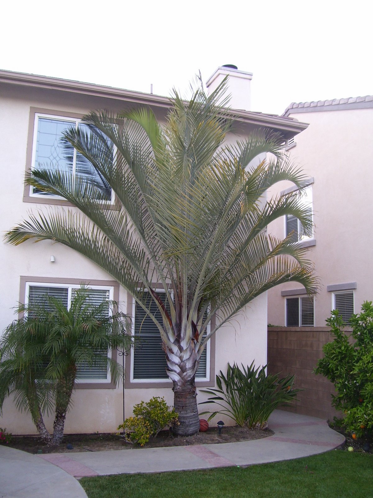 Home And Garden Triangle Palm Tree (Dypsis decaryi)