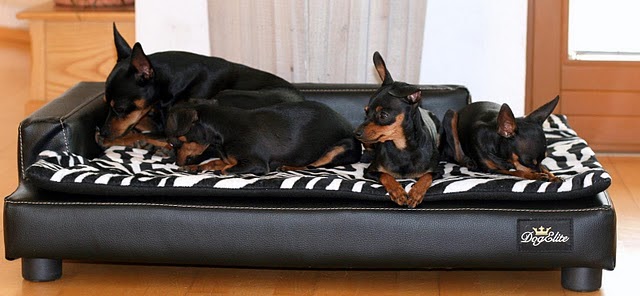 Hundezubehör für kleine und große Hunde fashion and lifestyle for