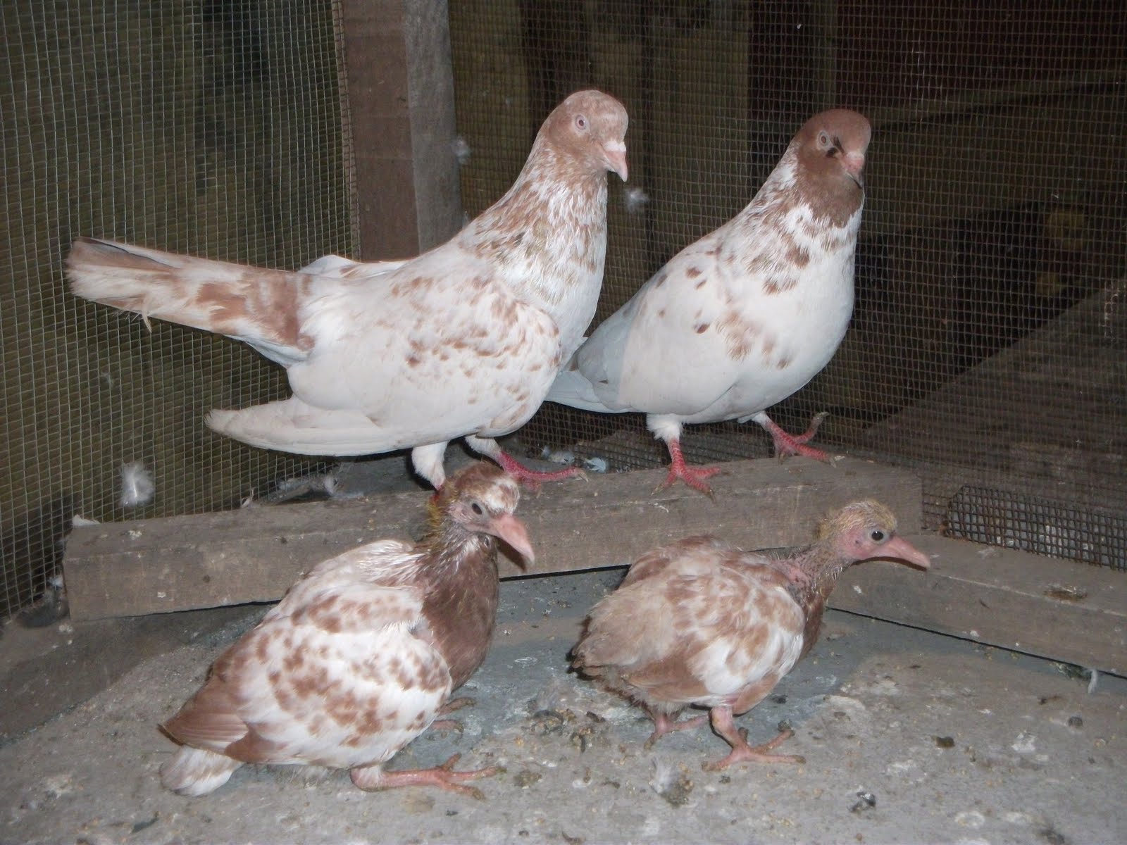 indian pigeon high flyer pigeon master loft high flyer pigeon in india