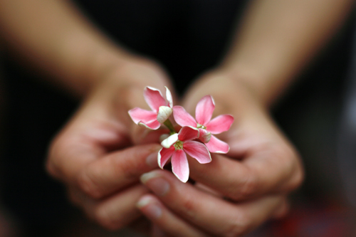 [Image: hoa-su-quan-tu-moc-ben-nha-co-10.JPG]