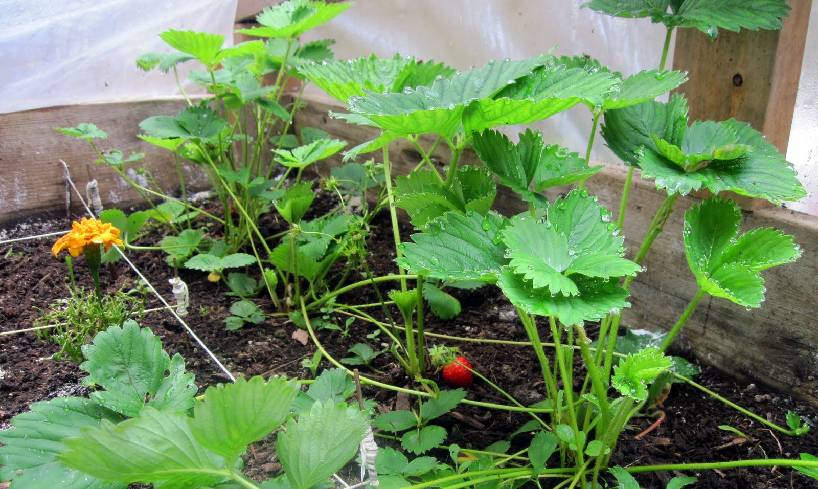 Living Food Junkie Gardening Days Part 2 Raised