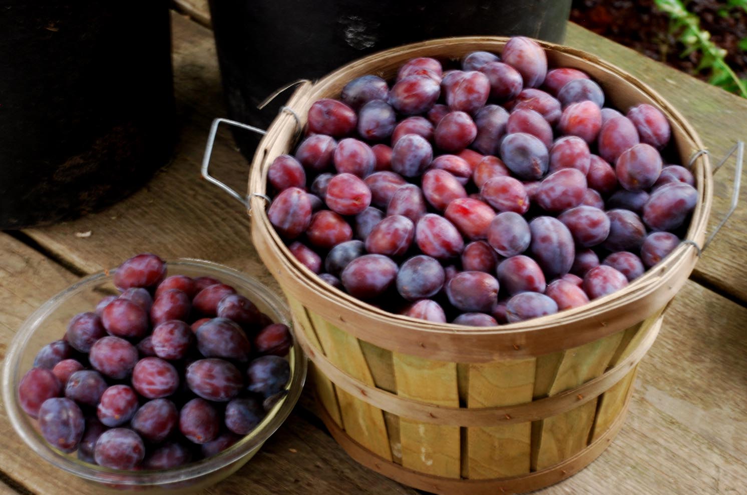 Applegarth Farm Harvesting plums and apples