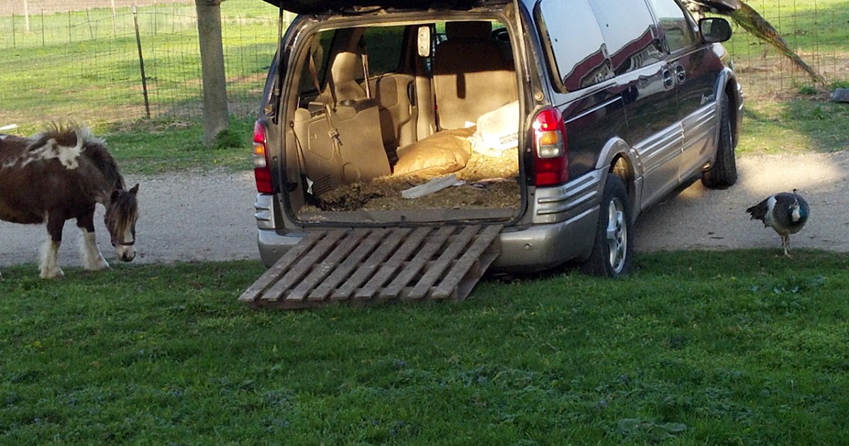 Toad Hill Miniature Horses Mini Inspects Horse in Van