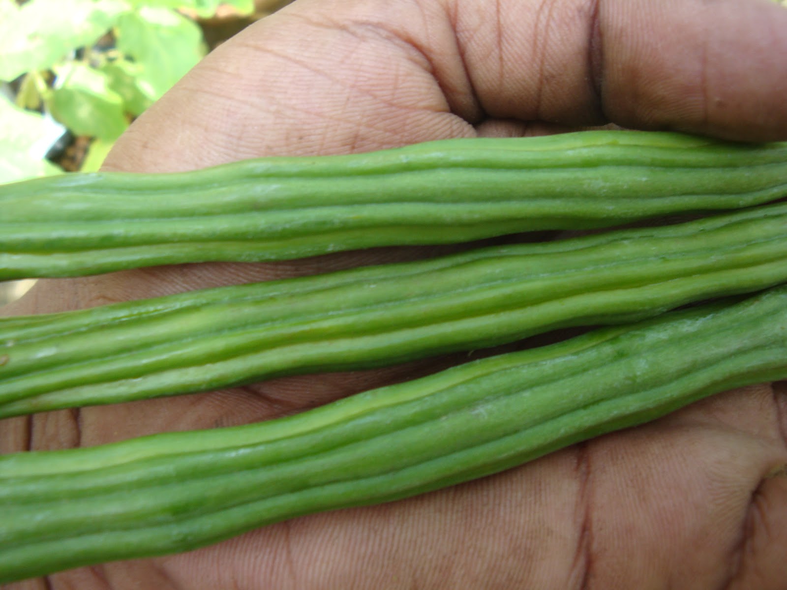 Organic micro farm and vegetable terrace garden Drumstick Plantation