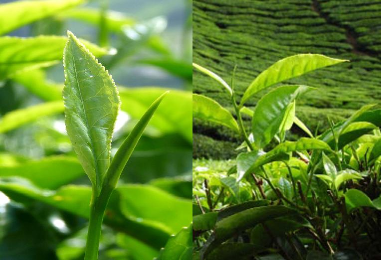 Green Tea Health Sip by Sip