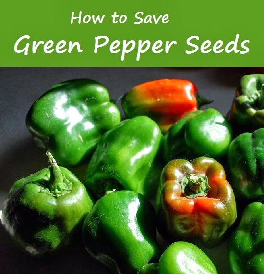 How to Save Bell Pepper Seeds Oak Hill Homestead
