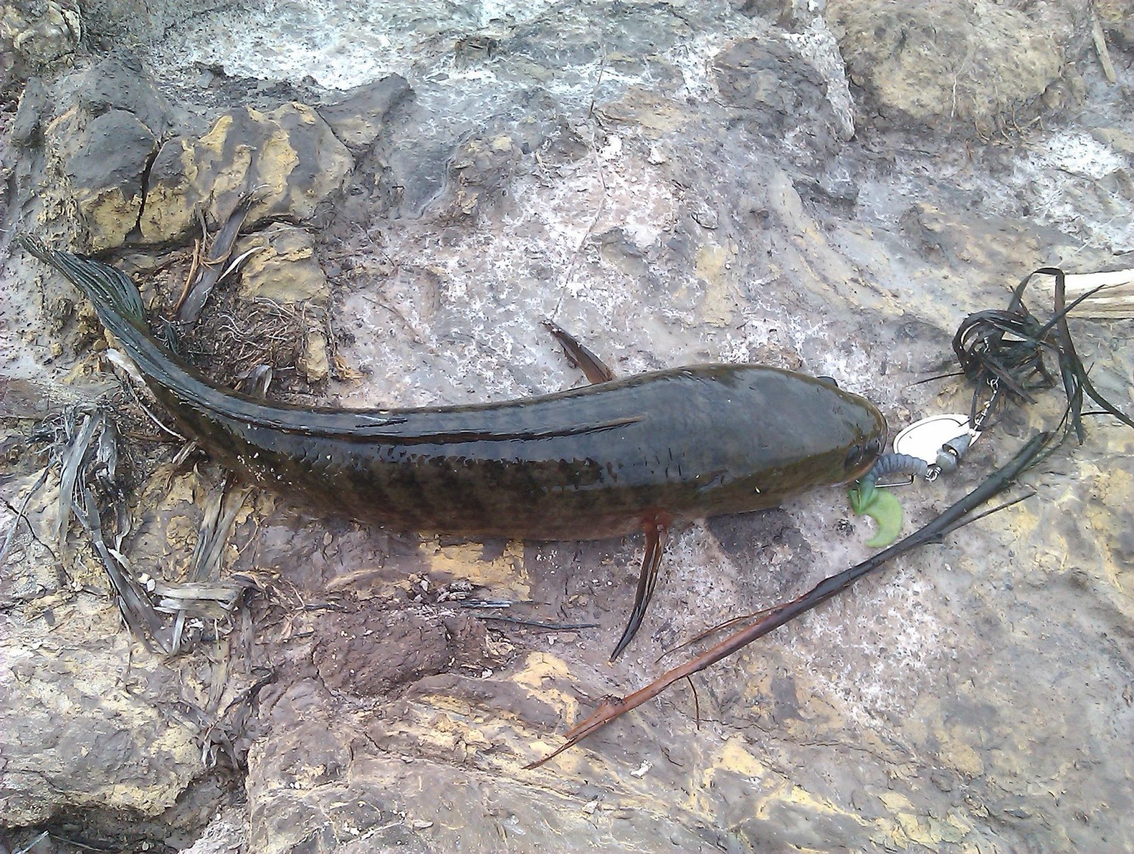 Squishy Ikan Gabus - Common Snakeheads Part 2 Baits Techniques The Anglers squishy ikan gabus common snakeheads part 2 baits techniques the anglers