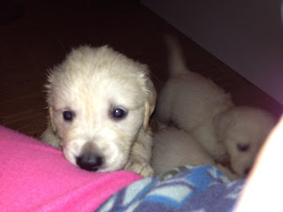 Golden Retriever puppies
