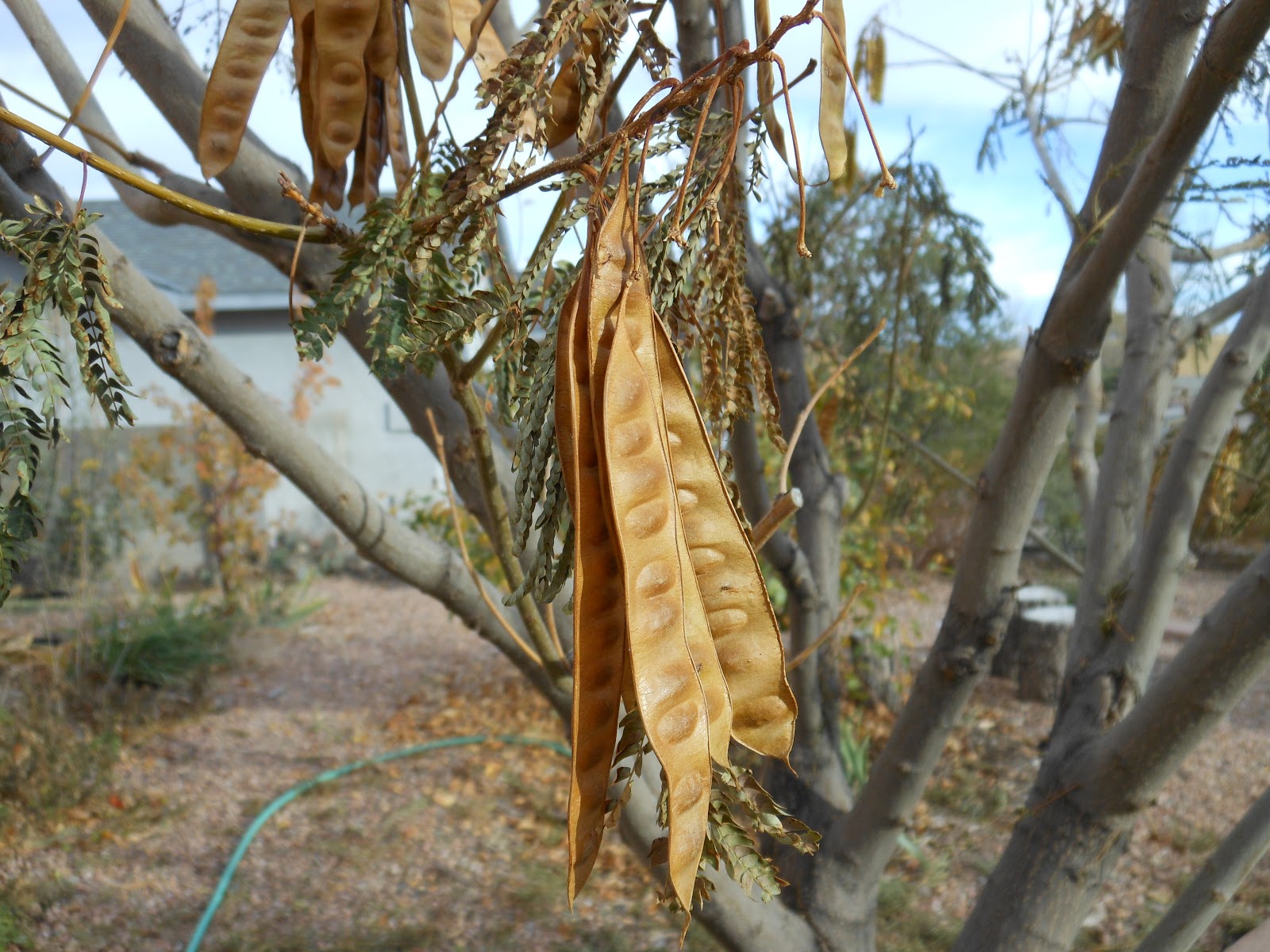 Trees That Please Nursery 30 Days of Fall Foliage, Tuesday November 13th.