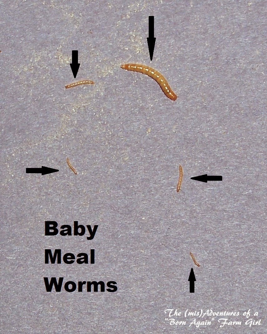 Mealworm Farming One Year Later The (mis)Adventures of a Homesteadin