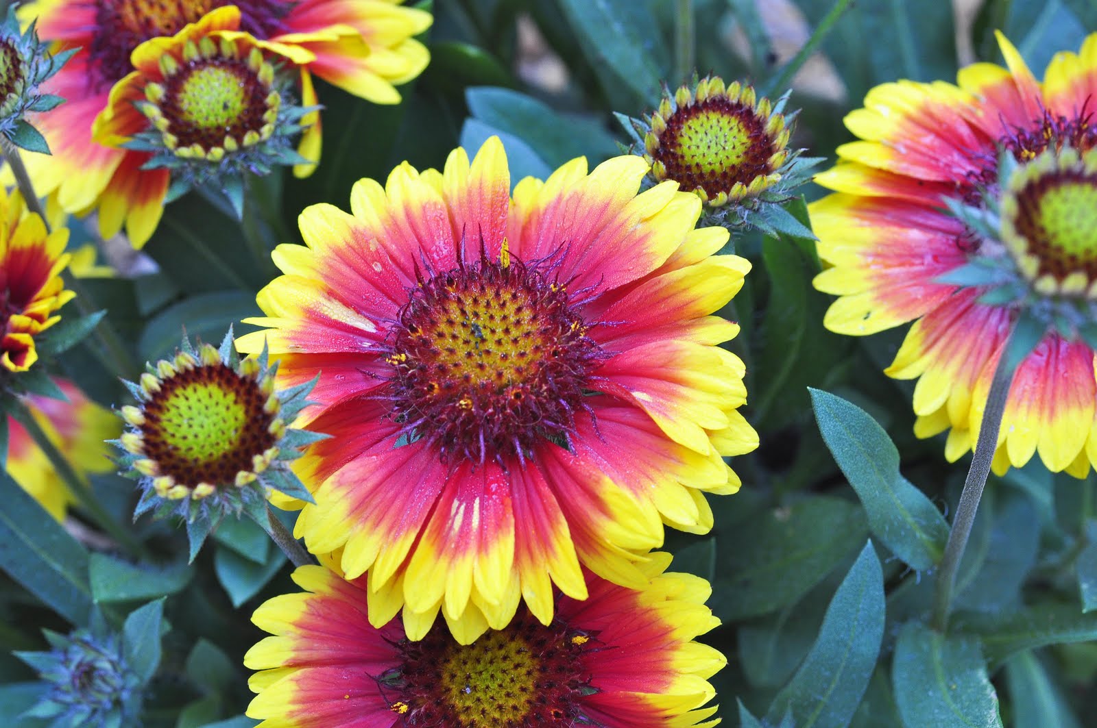 Blanket Flower Teleflora flowers, Summer flowers garden, Beautiful