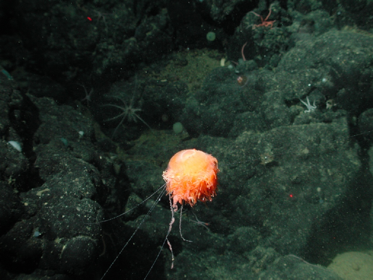 Deep Sea Dandelion