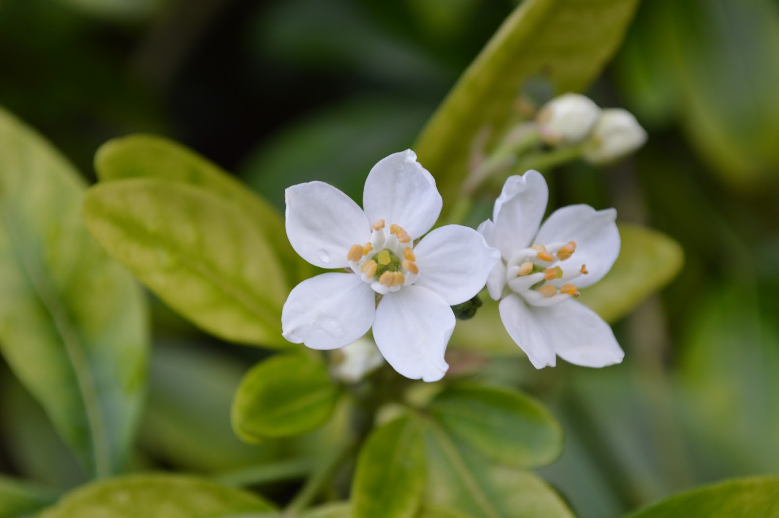 Shoreline Area News Flowers Mexican Orange Shrub