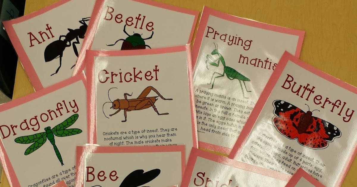 Insects, Insects Everywhere!!! Mrs. P's Specialties!