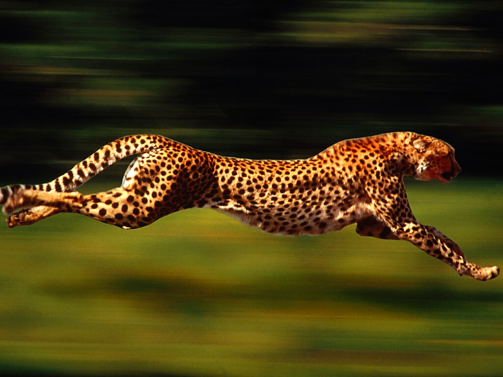 Run Wild Shoes Leopard Run Wild Shoes Leopard