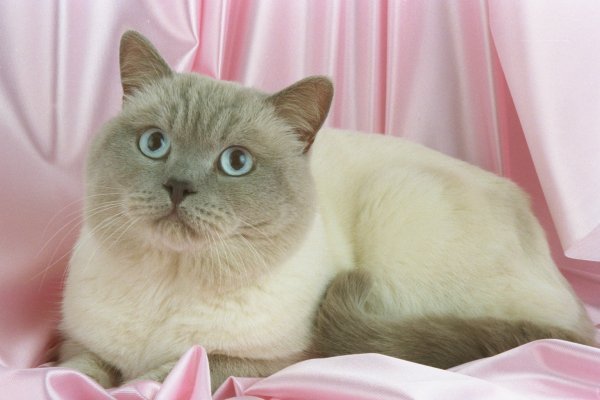 Cat Photos And Information Colorpoint Shorthair Cat Pictures