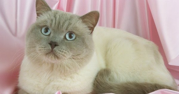 Cat Photos And Information Colorpoint Shorthair Cat Pictures