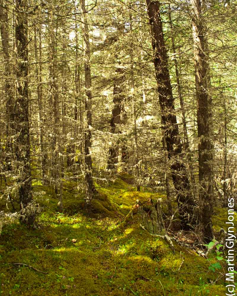 Kananaskis Village Hiking at Ribbon Creek Day use area Marty's Road
