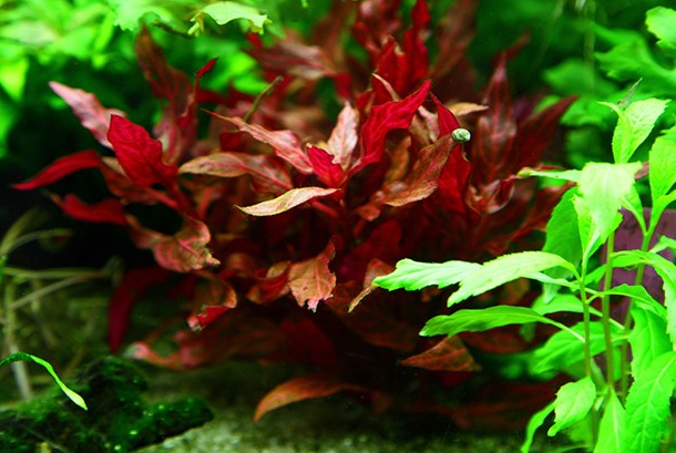 simple aquascape aquatic plants